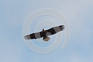 Juvenile bald eagle flying