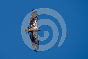 Juvenile bald eagle flying