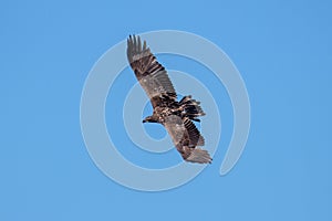 A juvenile bald eagle flying high.