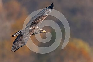 Juvenile Bald Eagle Flying