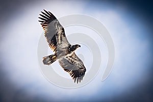 This is a Juvenile Bald Eagle flying over a Texas Lake