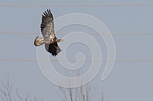 Juvenile bald eagle flying with widespread wings during daylight