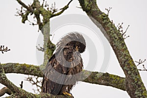 Calvo aquila seduto sul un albero 