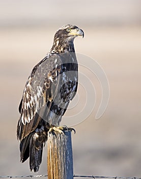Juvenile bald eagle immature feathers old fence post