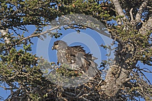 Juvenile Bald Eagle in its Nest