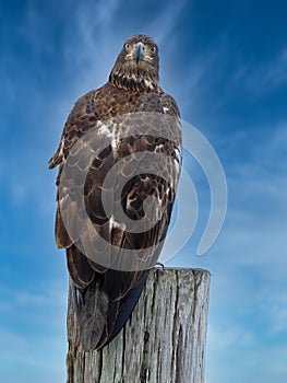 Juvenile Bald Eagle Looking at Camera