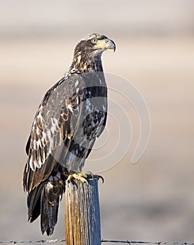 Juvenile bald eagle immature feathers old fence post photo