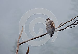 Juvenile Bald Eagle sits on a bare branch in the fog