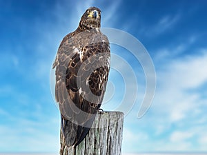 Juvenile Bald Eagle sitting on a Piling