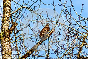 Juvenile Bald Eagle sitting in a tree watching for spawning salmon in the Stave River