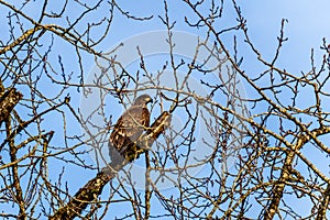 Juvenile Bald Eagle sitting in a tree watching for spawning salmon in the Stave River