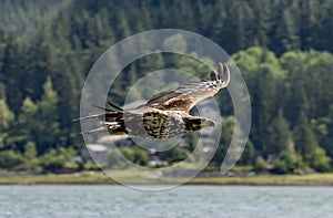 Juvenile bald eagle soaring over the water