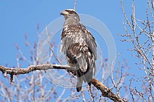 Juvenile Bald Eagle in St. Vrain State Park, Colorado