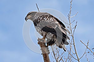 Juvenile Bald Eagle in St. Vrain State Park, Colorado