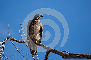 Juvenile Bald Eagle in Tree