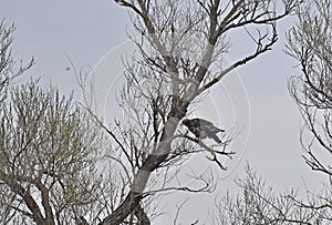Juvenile Bald Eagle on a Tree Branch