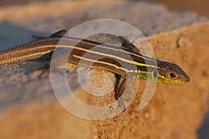 Juvenile Balkan green lizard Lacerta trilineata is a species of lizard in the Lacertidae family in sunset