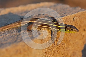 Juvenile Balkan green lizard Lacerta trilineata is a species of lizard in the Lacertidae family in sunset