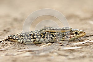 Juvenile balkan wall lizard