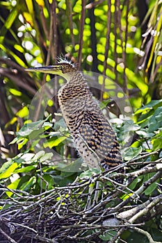 Juvenile Bare-throated Tiger Heron in Tortuguero