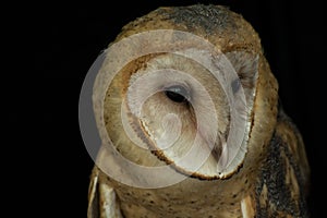 Juvenile barn owl portrait