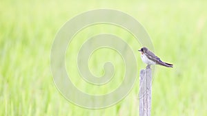 Juvenile Barn Swallow.