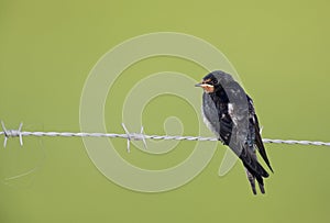 Juvenile Barn swallow Hirundo rustica perched on barbed wire waiting to get fed.