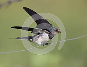 Juvenile Barn swallow Hirundo rustica perched on barbed wire waiting to get fed.