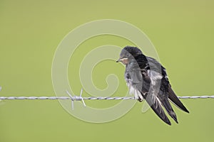 Juvenile Barn swallows Hirundo rustica perched on barbed wire waiting to get fed.