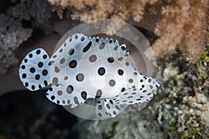 Juvenile Barramundi Cod