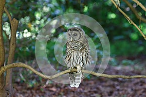 Juvenile barred owl