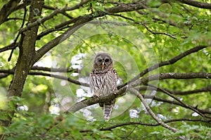 Juvenile barred owl