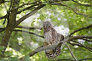 Juvenile barred owl