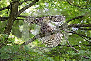 Juvenile barred owl