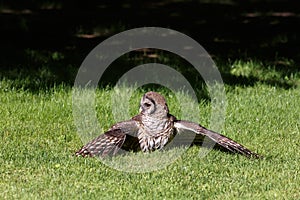 Juvenile barred owl