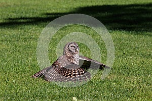 Juvenile barred owl