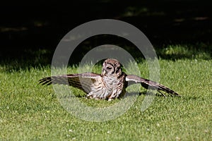 Juvenile barred owl