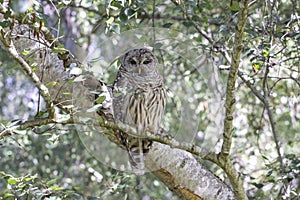 Juvenile barred owl bird