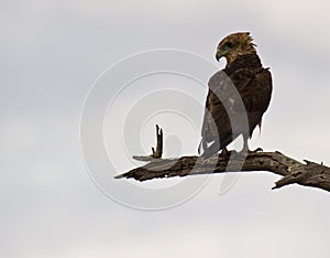 Juvenile Bateleur eagle perching on branch