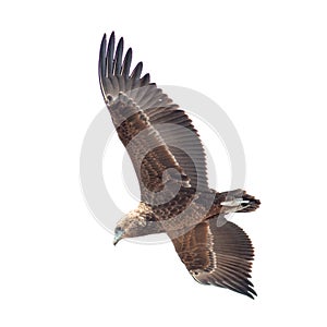 A Juvenile Bateleur in Flight. isolated