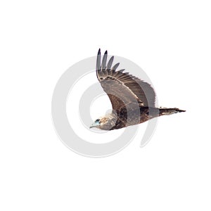 A Juvenile Bateleur in Flight. Isolated