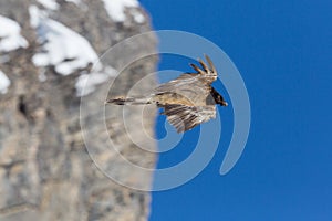 Juvenile bearded vulture gypaetus barbatus flying, blue sky, r