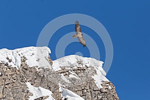 Juvenile bearded vulture gypaetus barbatus flying, blue sky, r