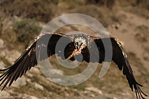 Juvenile bearded vulture Gypaetus barbatus or lammergeier or ossifrage is flying with open wings and big bone in the beak,