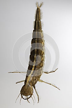 Juvenile beetle larva swimming insect