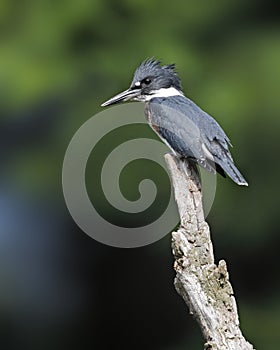 Juvenile Belted Kingfisher perched on a dead branch