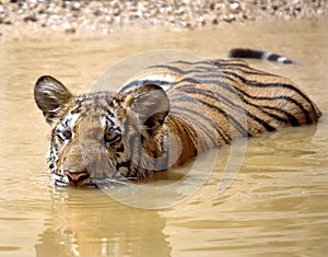 Juvenile bengal tiger swimming,thailand,asia cat