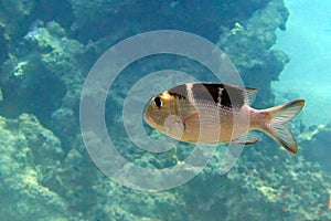 Juvenile Bigeye emperor Monotaxis grandoculis - fish. Red Sea Egypt.
