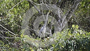 Juvenile bird of grey heron (Taiwan migratory birds ).