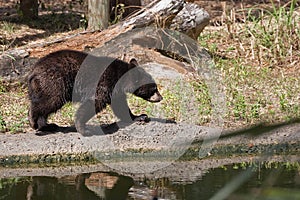 Juvenile Black Bear